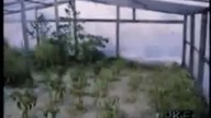 Marihuana w PRLu