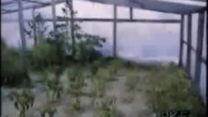 Marihuana w PRLu