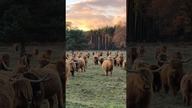 szybka zmiana kwatery #highlandcattle #szkockiekrowy