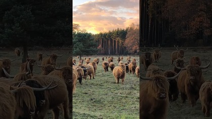 szybka zmiana kwatery #highlandcattle #szkockiekrowy