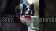 Najbardziej inteligentny pies na świecie! Zobacz Border Collie w Akcji | #shorts