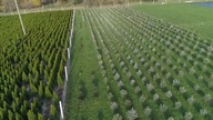 Thuja Smaragd 150 cm