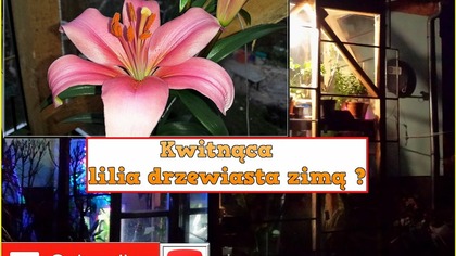 193.  Cz. 1 Kwitnąca lilia drzewiasta zimą ? 