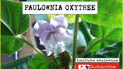 Odc-353-Cz. 2- Kwitnąca paulownia oxytree.  4K