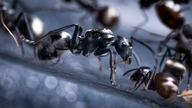 Nowe mrówki! Polyrhachis dives podejście nr 2