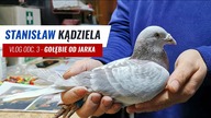 Vlog 3 - Powrót do hodowli - Gołębie Pocztowe od Jarka: gołębie VOS 94, Houben, Vloemans.