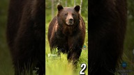 3 CIEKAWOSTKI O NIEDŹWIEDZIACH CZ 2
