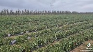 gałkowice 27-620 rolnik odda paprykę pomóżcie mu tyle macie dzięki biedronkom i lidlomix