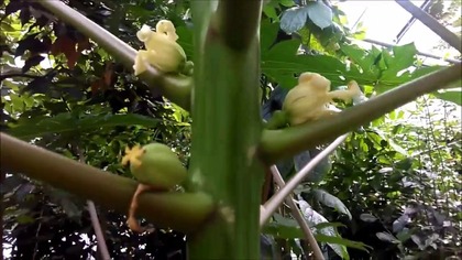 #244- Papaya.  Ogród Botaniczny Uniwersytetu Warszawskiego