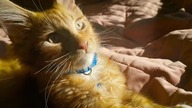 Eryk Maine Coon Cat #catvideos #cat #catlover #cats #koty #mainecoon