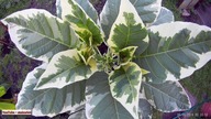   -Brugmansja nie datura rosną jak szalone ! Nowe, pachnące hobby. Odc 677