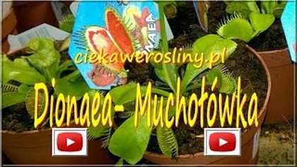 121.  Muchołówka Dionaea 30 01 2016