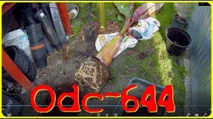 Odc-644-Konie,ziemia,banan,sadzenie,małpy,humor 