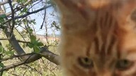  Eryk  na jabłonce  #shorts #cat #mainecoon #catlover #mainecoone