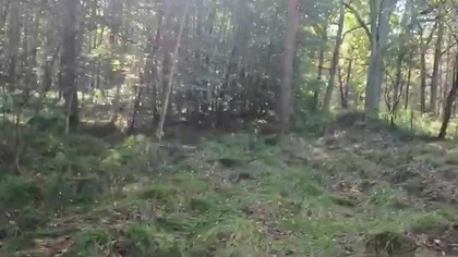 Miedary, Ferma, Las, Grzyby, Polska