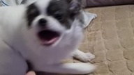 Chihuahua Luna Day 126