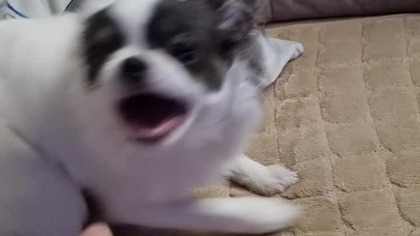 Chihuahua Luna Day 126