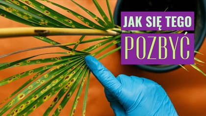 Jak uratowac Palme? Ratowanie przelanej, przesuszonej palmy