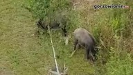 Dziki coraz pewniej czują się w Gorzowie