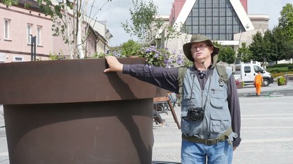 Brzozy posadzone w donicach - czy będą kiedyś duże?