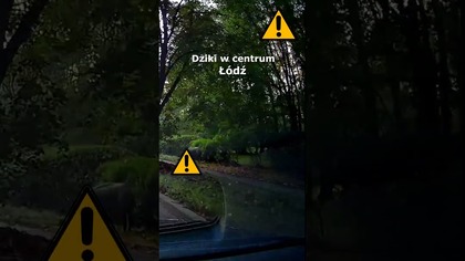 Dziki w centrum Łodzi