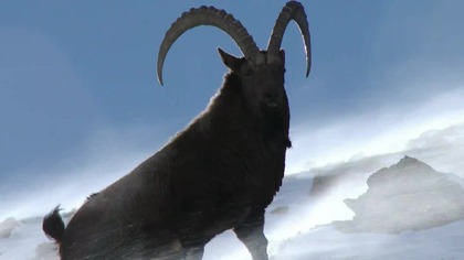 Koziorożec himalajski i jego kr&oacute;lestwo