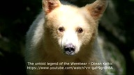 Bear Walker & Werebear sightings and legends compilation