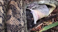 Jak oddycha wąż podczas spożywania posiłku 18+