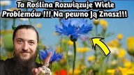 2235.  Ta Roślina Rozwiązuje Wiele Problem&oacute;w, Na Pewno Ją Znasz !!! Jej Biała Odmiana