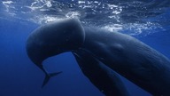 0949 E04_Oceaniczne olbrzymy [720p. WEB-DL. H264. EAC3. 5. 1-NitroTeam]