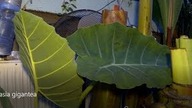 Odc-531-Colocasia gigantea Timelapse (film poklatkowy)