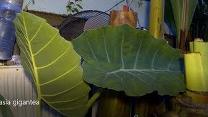 Odc-531-Colocasia gigantea Timelapse (film poklatkowy)