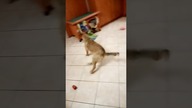 Duduś na głupawce  #shorts #pies #psy #funny #funnydogs #dog