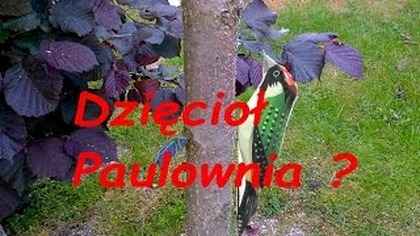 65 Paulownia zaatakowana przez dzięcioła.....