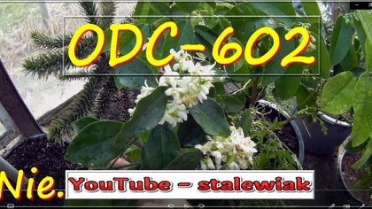 Odc-602 Cytryny,pomarańcze, mycie liści po zimowaniu + ogólnie o uprawie itd itp
