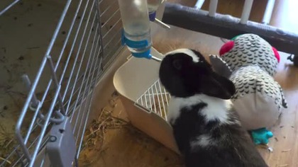 Nawet królik nie chce być nagrywany