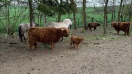 Hodowla sama się powiększa