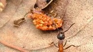 Nowy film o mrówkach  #mrówki #formica #hodowla #messor #ants #terrarium