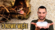 Te węże jedzą ryby! (Ale myszy też) Thamnophis marcianus- pończosznik