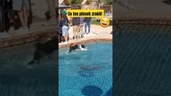 Piesek chyba ma zimne łapki 