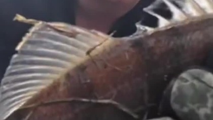 Okoń z Odry na KLASYCZNY FEEDER #feeder #wędkarstwo #rzeka #fishing