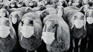 Politywatory - Plandemic