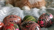 Miał być zajączek, a jest kotek #mainecoon #cat #catlife #Wielkanoc2023