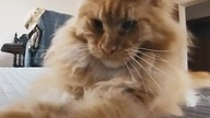 Cat Eryk #mainecoon