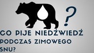 Co pije niedźwiedź podczas zimowego snu?