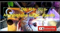 Odc 416-Amorphophallus konjac, dziwidło.  Ogólna Uprawa, sadzenie bulw.