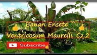 #261- Cz. 2- Banan Ensete V.  Maurelli w Polsce.  Szybko rosnący !