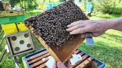 8 sierpnia obchodzimy Wielki Dzień Pszczół  polskie święto, którego celem jest przypomnienie każdemu z nas, jak wiele te owady znaczą dla przyrody oraz człowieka. Z tej okazji odwiedziliśmy pana Tadeusza Mamice, lokalnego pszczelarza, który z ogromną pasją zajmuje się pszczołami od 25 lat. Jak sam mówi  pszczoły to jego druga miłość, zaraz po jego żonie.

Materiał pochodzi ze strony https://www.jaw.pl
#jaworzno #jawpl