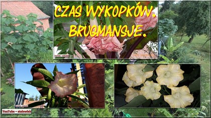 Odc-791-Wykopywanie brugmansji,kwitnąca brugmansja,zimowanie,sadzonki.