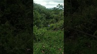 Zipline w Kostaryce #shorts